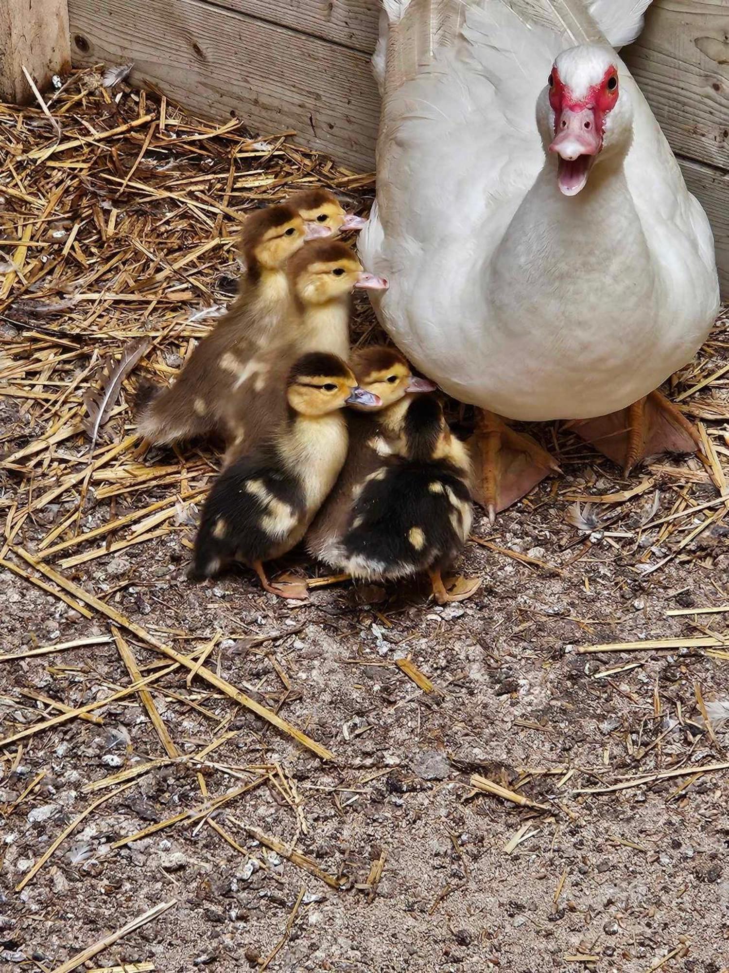 Gite Canard Fromelles Exteriér fotografie