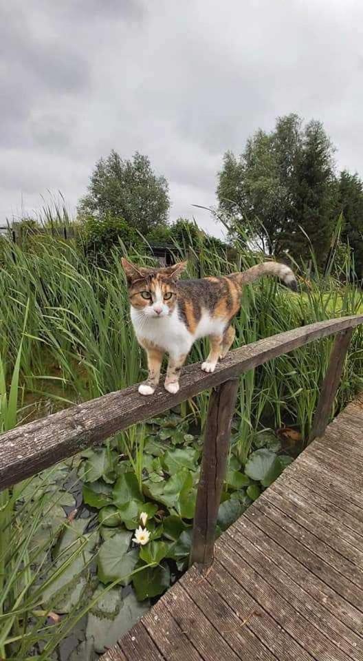 Gite Canard Fromelles Exteriér fotografie